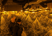 ‘Sophisticated’ cannabis factory found