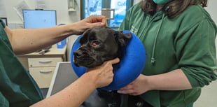 Donate to help neglected animals