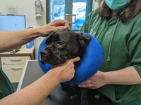 Donate to help neglected animals