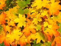 The Friends of Silver Street Nature Reserve