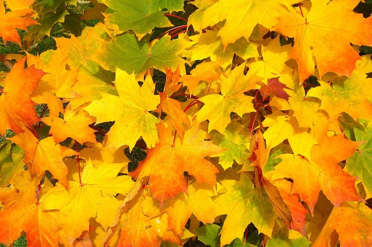 Fallen leaves on the ground