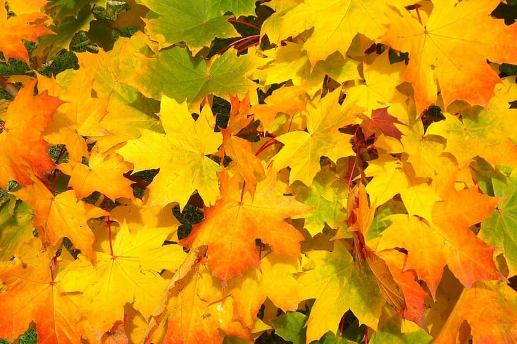 Fallen leaves on the ground