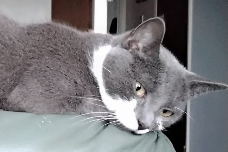 Lola MSN cat