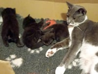 Cats Protection Midsomer Norton branch on the lookout for volunteers
