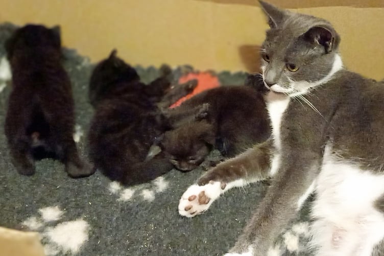 Cats Protection lola