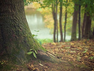 Protect Peasedown trees