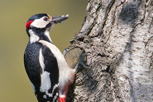 How well do you know your wildlife?