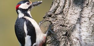 How well do you know your wildlife?