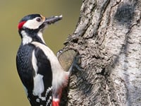 How well do you know your wildlife?