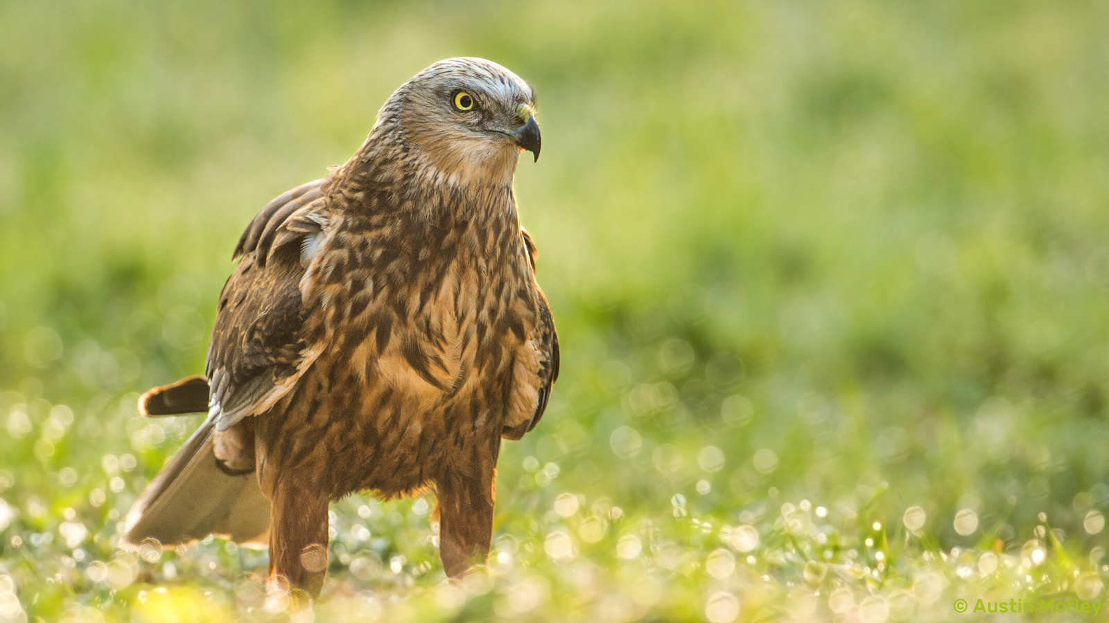 Somerset Wildlife Trust call for more “eyes and ears on the ground”