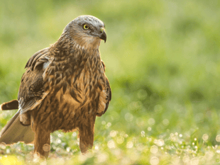 Somerset Wildlife Trust call for more “eyes and ears on the ground”