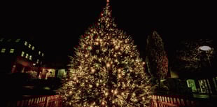 There's a buzz around Midsomer Norton!