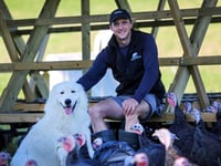 Devoted dog protects turkeys