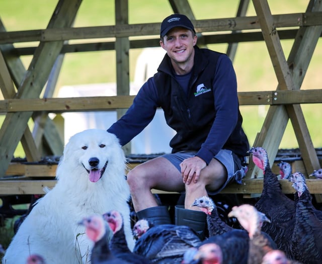 Devoted dog protects turkeys