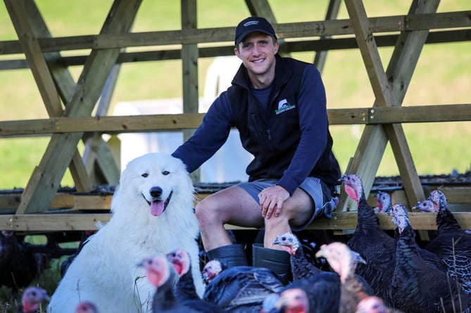 Meet the 50kg dog devoted to protecting - Christmas turkeys. Photo released December 12 2023. See SWNS story SWNJmaremma. Bear, a Maremma sheepdog, spends day and night from April to December looking out for a flock of the festive birds. Farmer George Ford, 34, (pictured) prides himself on letting his turkeys live outside year-round - which he called "beyond free range". But this setup requires protection from predators - which is provided by Bear.

