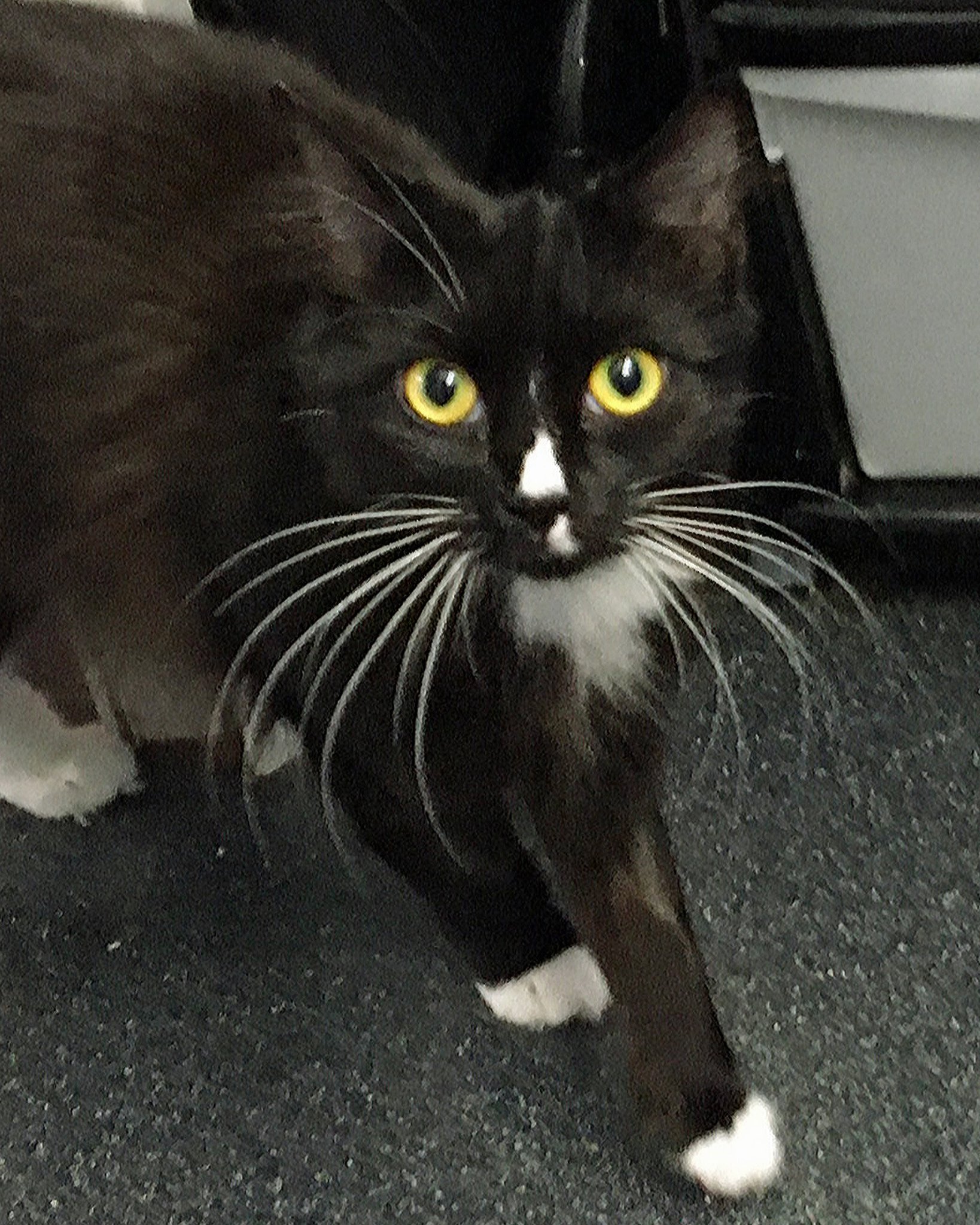 Can you help Cats Protection support furry felines?