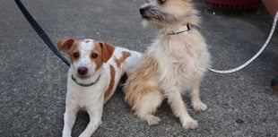 Loose dogs on the playing field