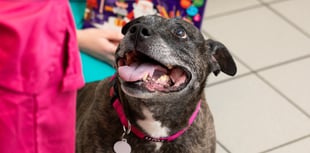 PDSA issue warning to pet owners after dog eats entire selection box