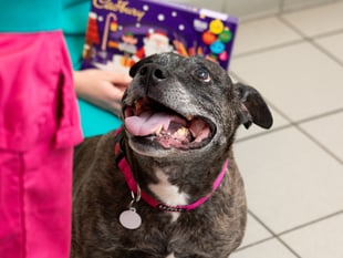 PDSA issue warning to pet owners after dog eats entire selection box