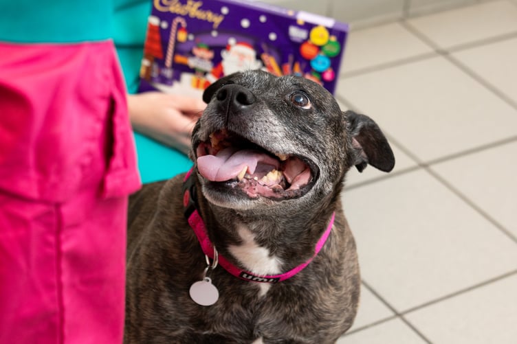 13-year-old Staffie Max ate a selection box just before Christmas last year - including Curly Wurly, Fudge, Chomp and Freddo! His owner, Stacey, said the selection box was wrapped up as a gift underneath the Christmas tree. She explained Max had never ever tried to open gifts before â and heâs 13! - but one day just before Christmas, they went into the room to see the wrapping paper bits everywhere and Max had eaten the box of chocolates.Pictured with Pet Hospital Leader Sally Frith and Catherine Burke (PDSA Vetinarian) Picture by Shaun Fellows / Shine Pix Ltd