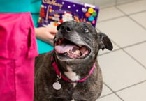 PDSA issue warning to pet owners after dog eats entire selection box