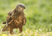 Somerset Wildlife Trust launch new 30x30 project
