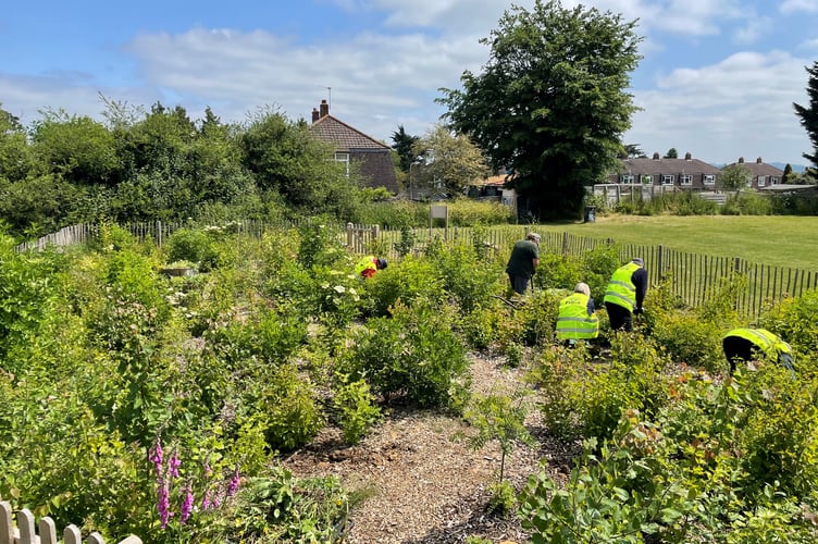 Frome Rangers weeding Egford Park Tiny Forest