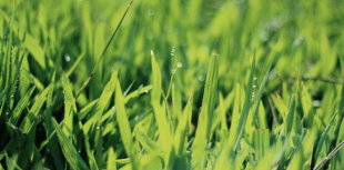 New volunteer chair needed