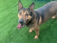 War Paws Rescue