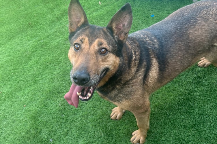 Laura is looking for her forever home.