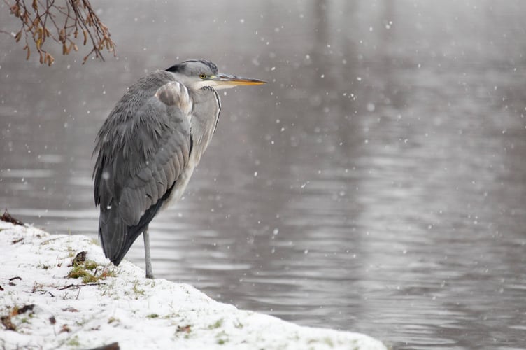 Grey Heron
Ardea cinera
Single adult standing by lake with falling snow
Winter, St James Park, London, UK
1085856
Please read our licence terms agreed by you when registering on our website at www.rspcaphotolibrary.com. All digital images must be deleted after authorised use unless otherwise agreed in writing.
Photograph by
Andrew Forsyth/RSPCA
www.rspcaphotolibrary.com
Tel: 0300 123 0402 Fax: 0870 753 0048 email: pictures@rspcaphotolibrary.com