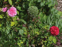 Pollinator Party returns