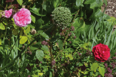 Farrington Gurney Climate Action Group: Return of the Pollinator Party