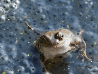 Protect frog and toad spawn