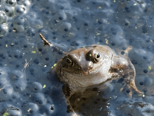 Protect frog and toad spawn