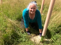 Planting trees 