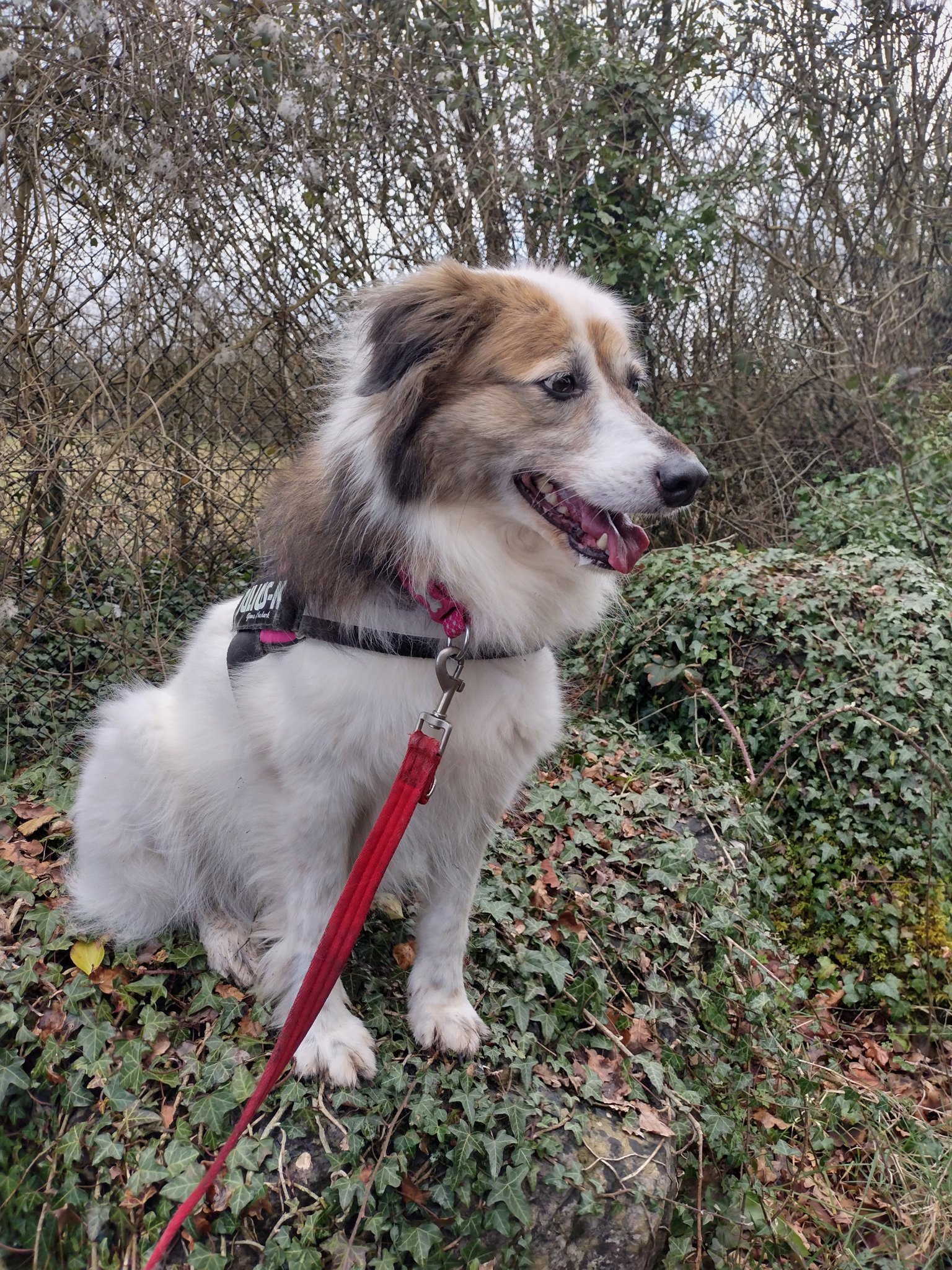 Mad about dogs? Mutts With Friends are looking for volunteer walkers!