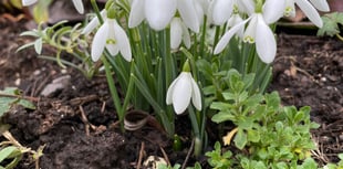 What delights will you find in your garden?