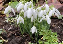 Midsomer Diaries Garden advises how you can prepare your garden for spring