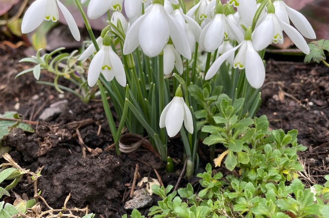 Have you noticed snowdrops in your garden yet?