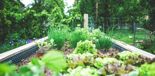 Collin Higgins introduces bee-friendly plants to Kilmersdon Gardeners