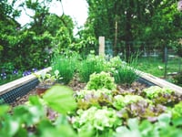 Collin Higgins introduces bee-friendly plants to Kilmersdon Gardeners