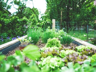 Collin Higgins introduces bee-friendly plants to Kilmersdon Gardeners