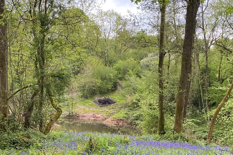 Frys Bottom Wood, Clutton - before the trail biking.