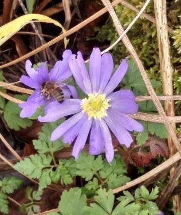 April's garden: Spring murmurings, squirrels and the secret ingredient