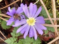 April's garden: Spring murmurings, squirrels and the secret ingredient