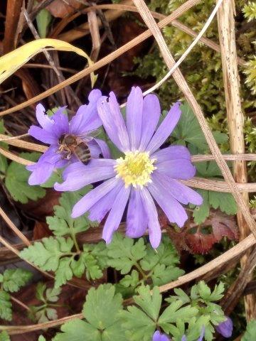 April's garden: Spring murmurings, squirrels and the secret ingredient