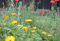 Kilmersdon Gardeners learn of biodiversity in churchyards