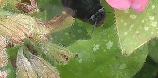 May's garden: Flowers, more flowers... and then came insects!
