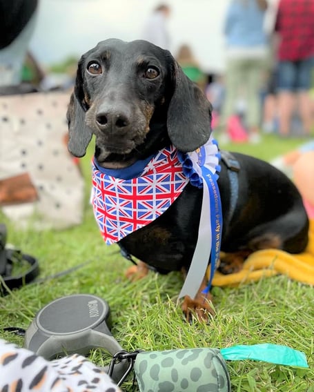 PITP Peasedown Dog Show